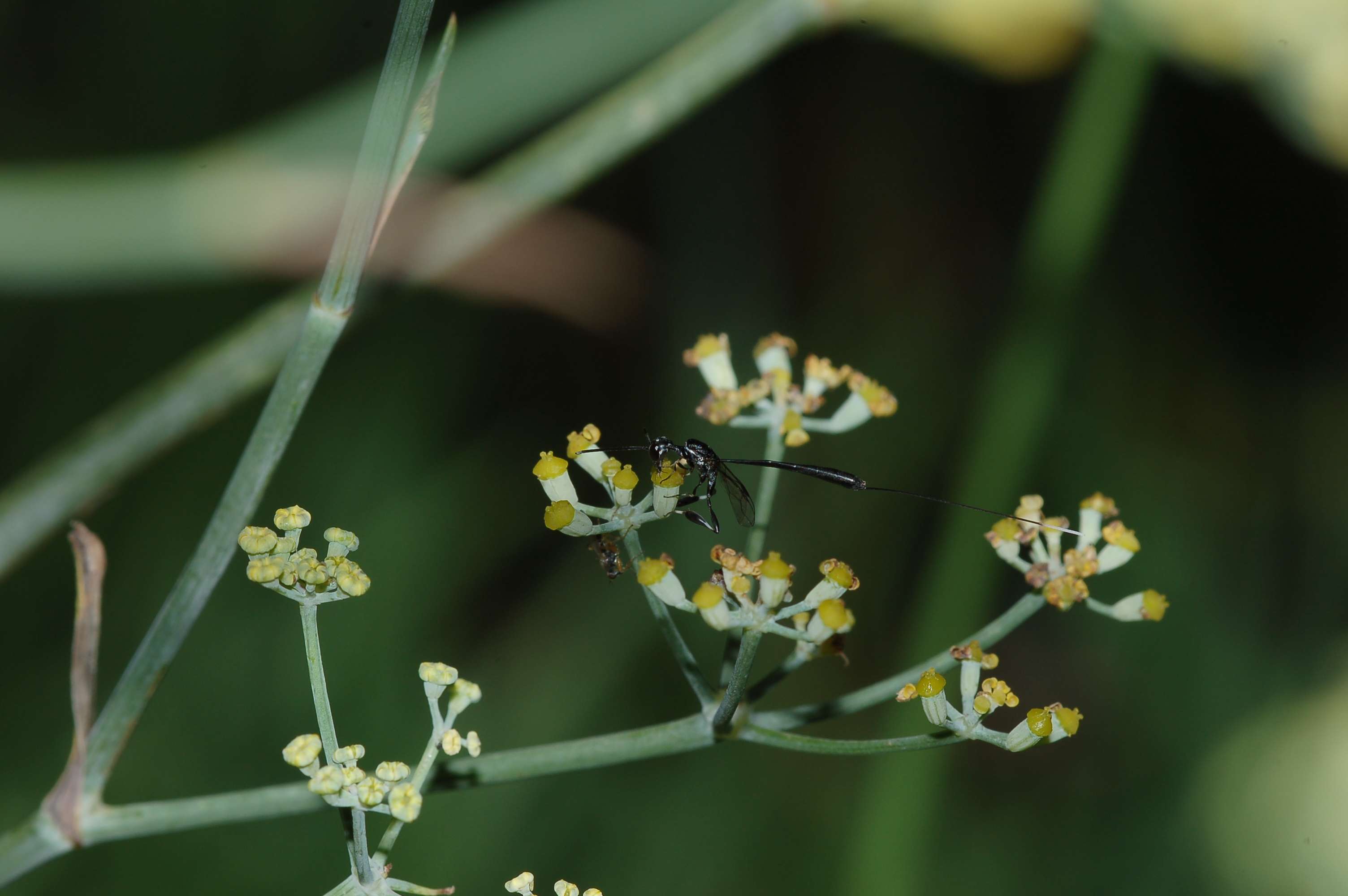 Due femmine di specie diverse di Gasteruptiidae